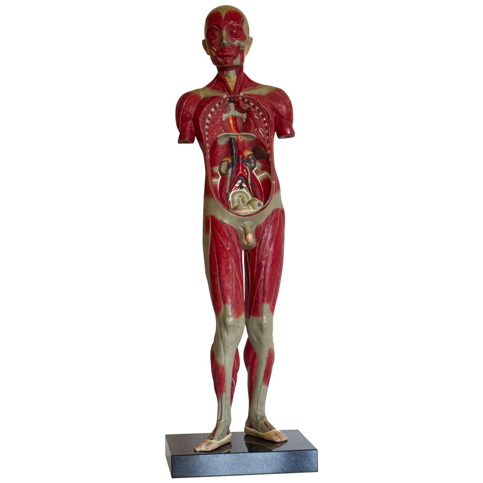 Vintage Human Body Educational Model / Anatomical Model, circa 1940s