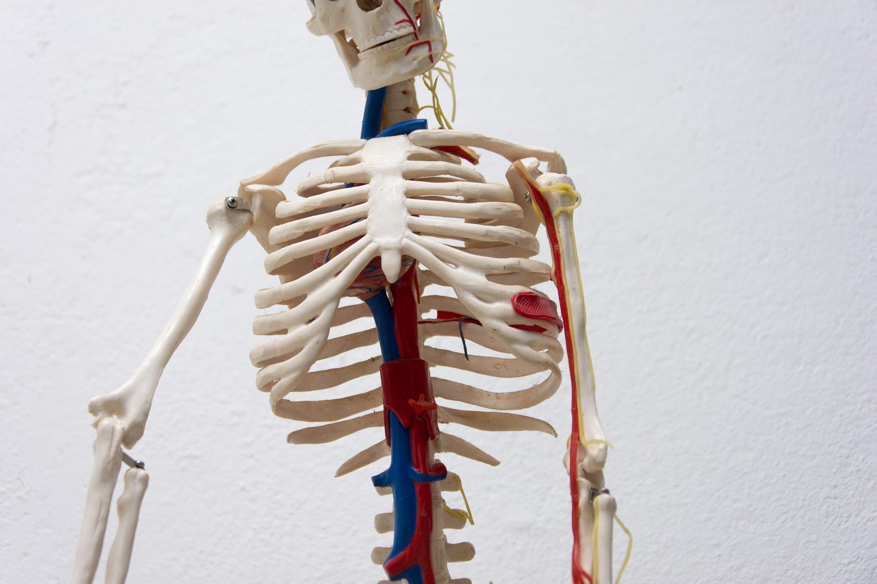 Human Skelett im Vintage-Stil, 1970er Jahre, Tschechoslowakei im Angebot 4