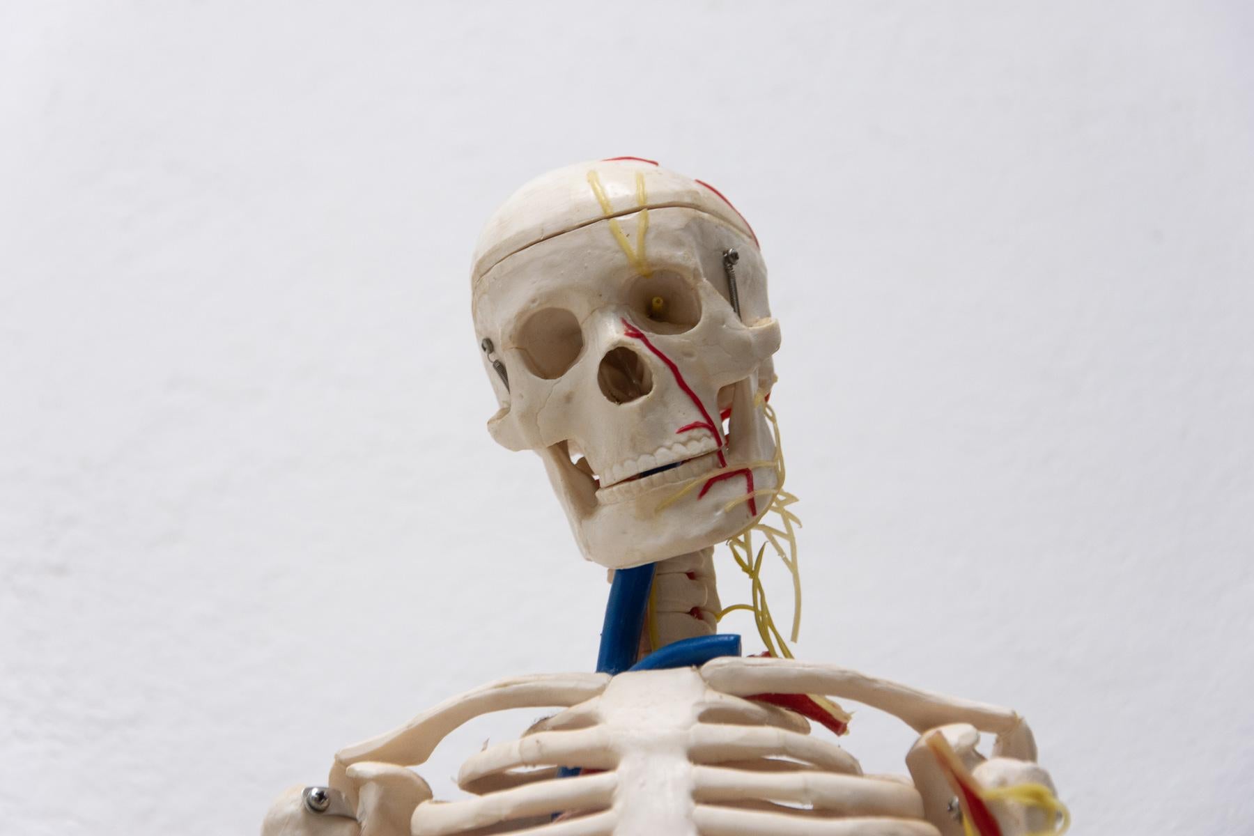 Human Skelett im Vintage-Stil, 1970er Jahre, Tschechoslowakei im Angebot 5