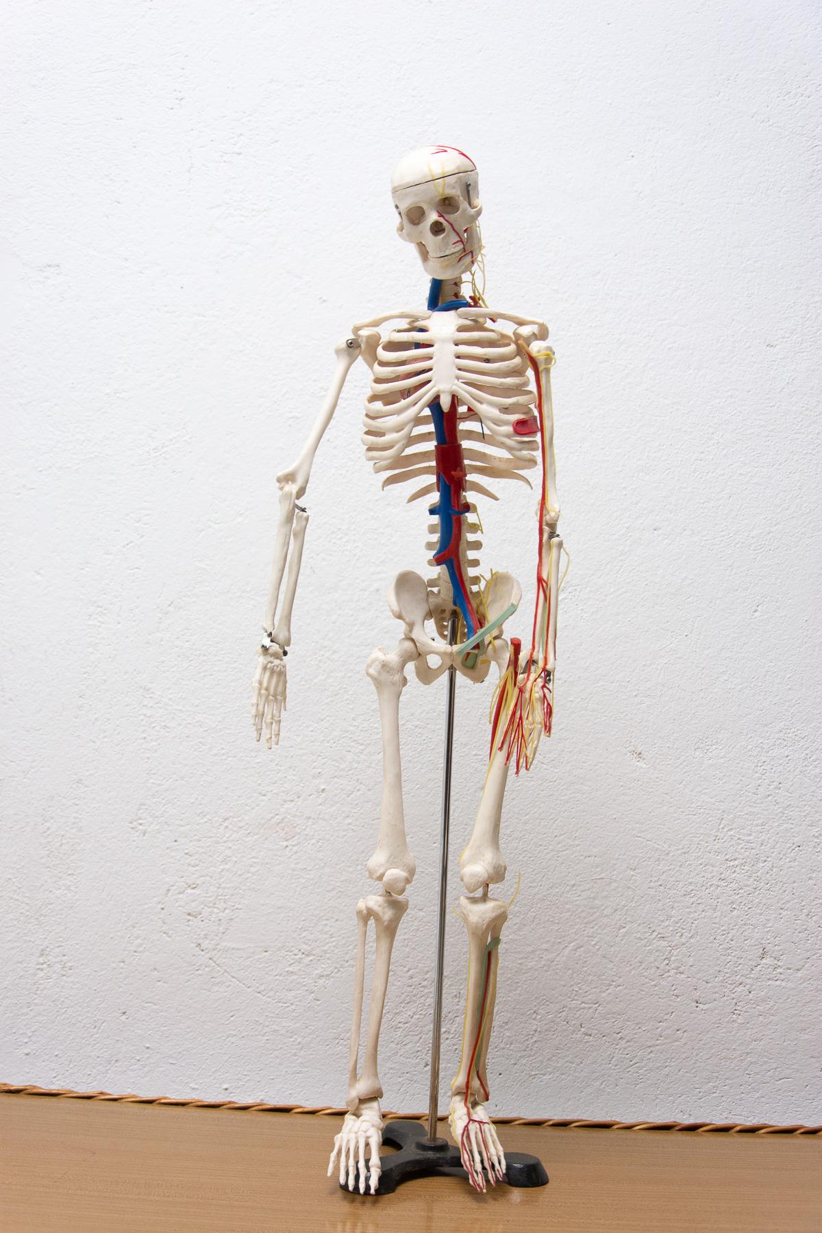 This school aid of a human skeleton was made of plastic in the 1960s in Czechoslovakia. It is in very good condition, shows slight signs of age and use

Measures: Height: 86 cm

Width: 21 cm

Depth: 23 cm.