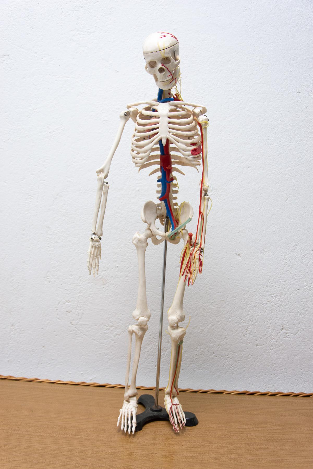 Human Skelett im Vintage-Stil, 1970er Jahre, Tschechoslowakei (Moderne der Mitte des Jahrhunderts) im Angebot