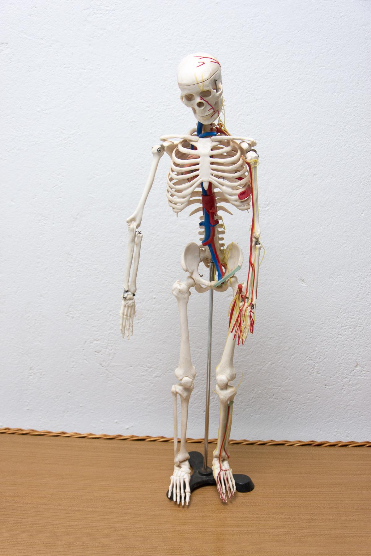 Human Skelett im Vintage-Stil, 1970er Jahre, Tschechoslowakei (Tschechisch) im Angebot