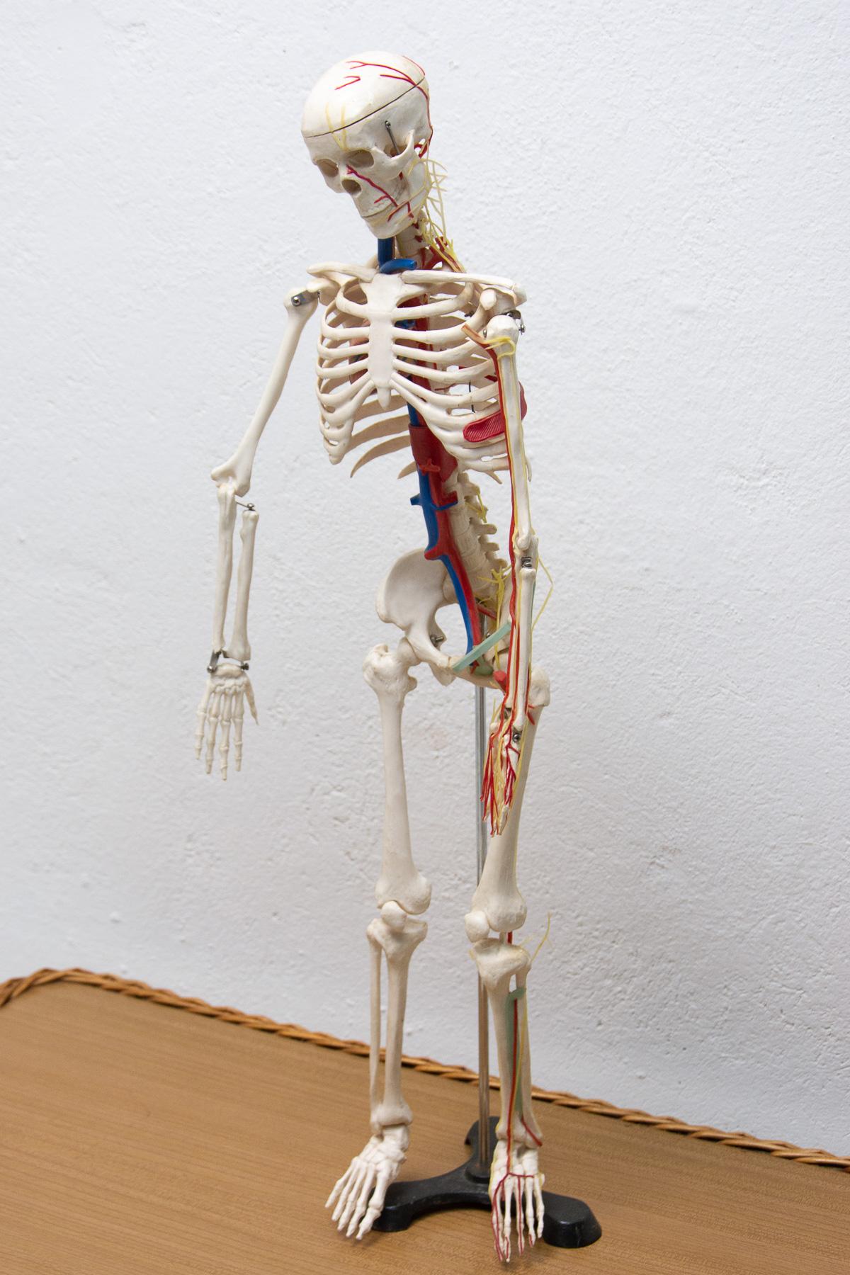 Mid-Century Modern Vintage Human Skeleton, 1970s, Czechoslovakia For Sale
