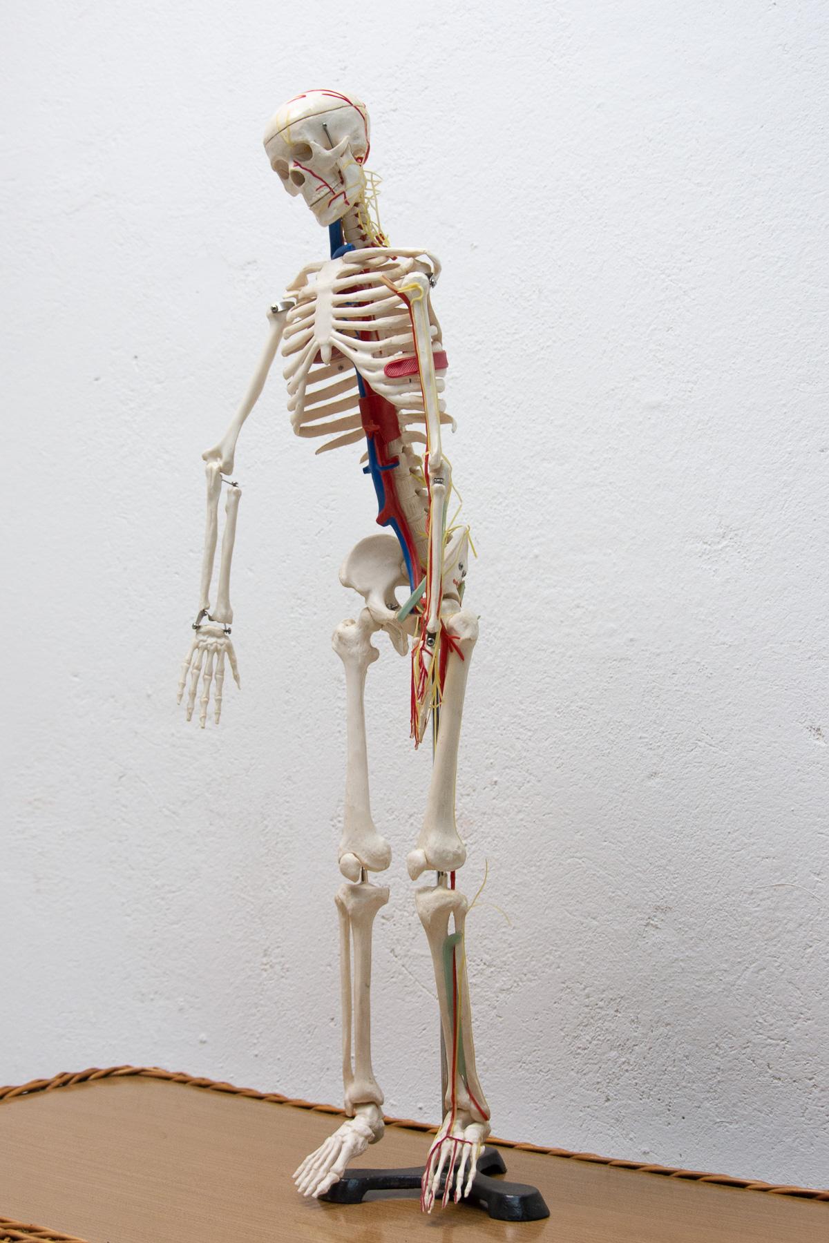 Vintage Human Skeleton, 1970s, Czechoslovakia In Good Condition For Sale In Prague 8, CZ
