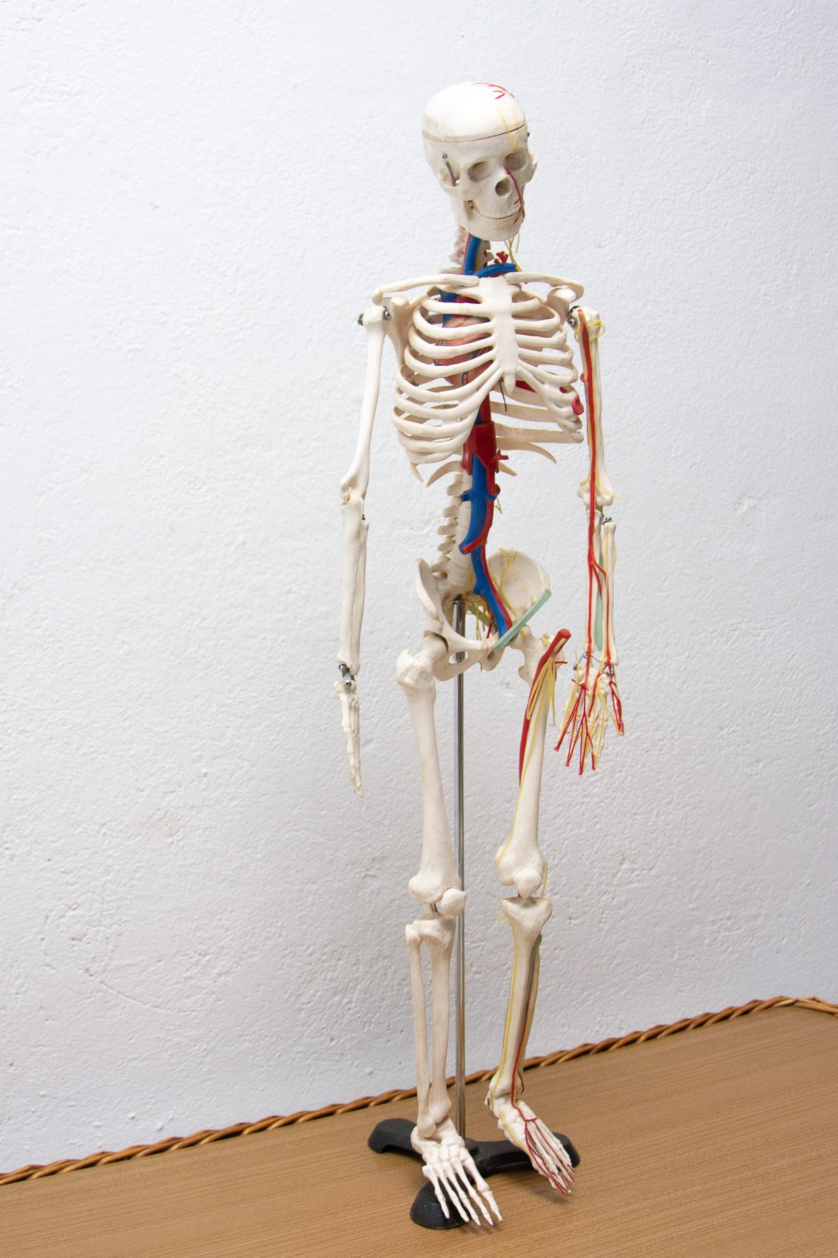 20th Century Vintage Human Skeleton, 1970s, Czechoslovakia For Sale