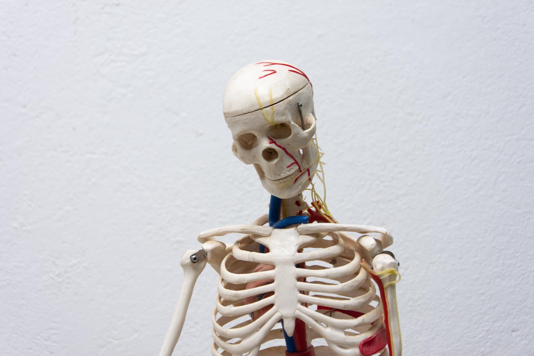 Iron Vintage Human Skeleton, 1970s, Czechoslovakia For Sale