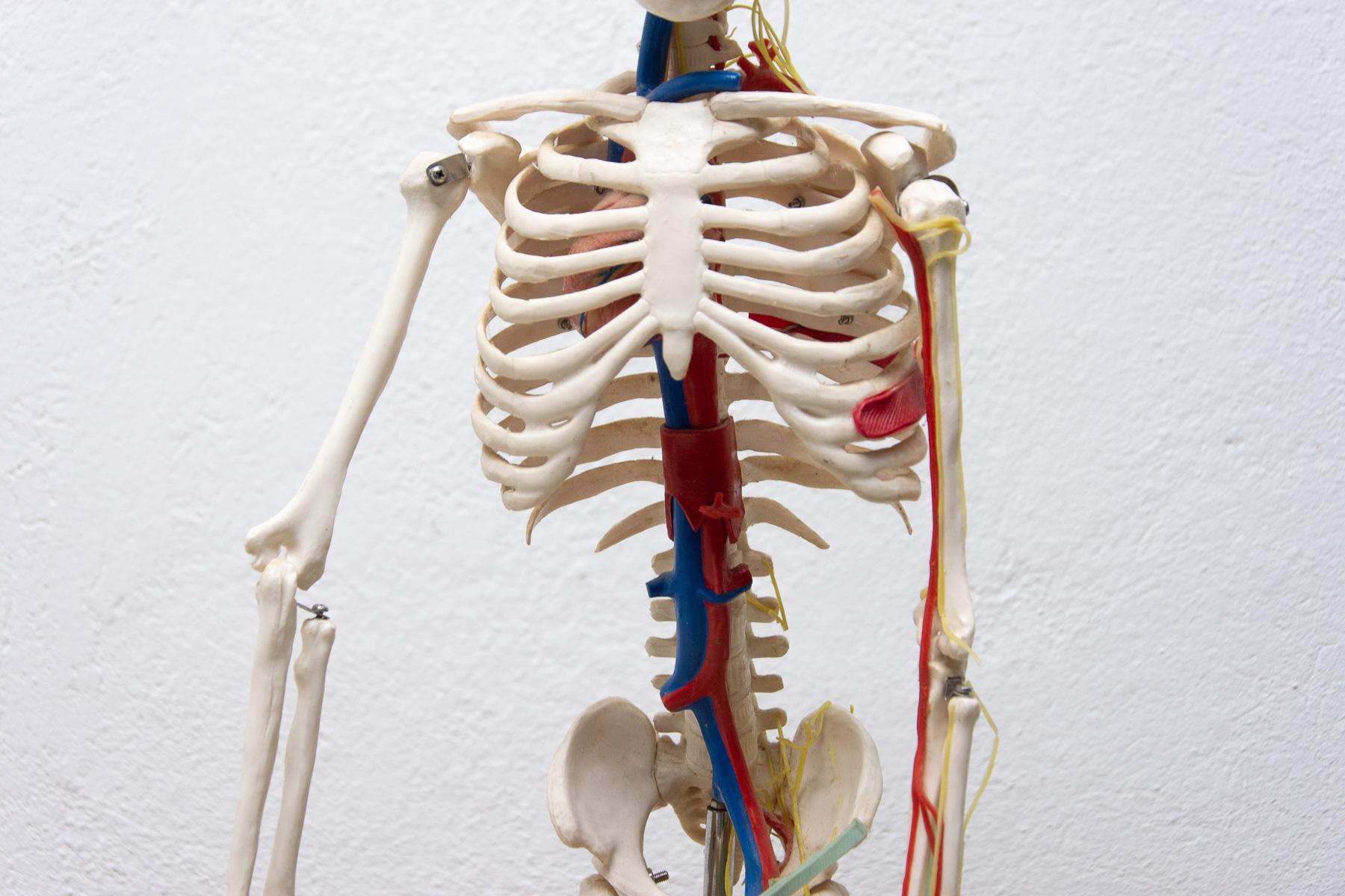 Vintage Human Skeleton, 1970s, Czechoslovakia For Sale 1