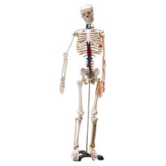 Vintage Human Skeleton, 1970s, Czechoslovakia