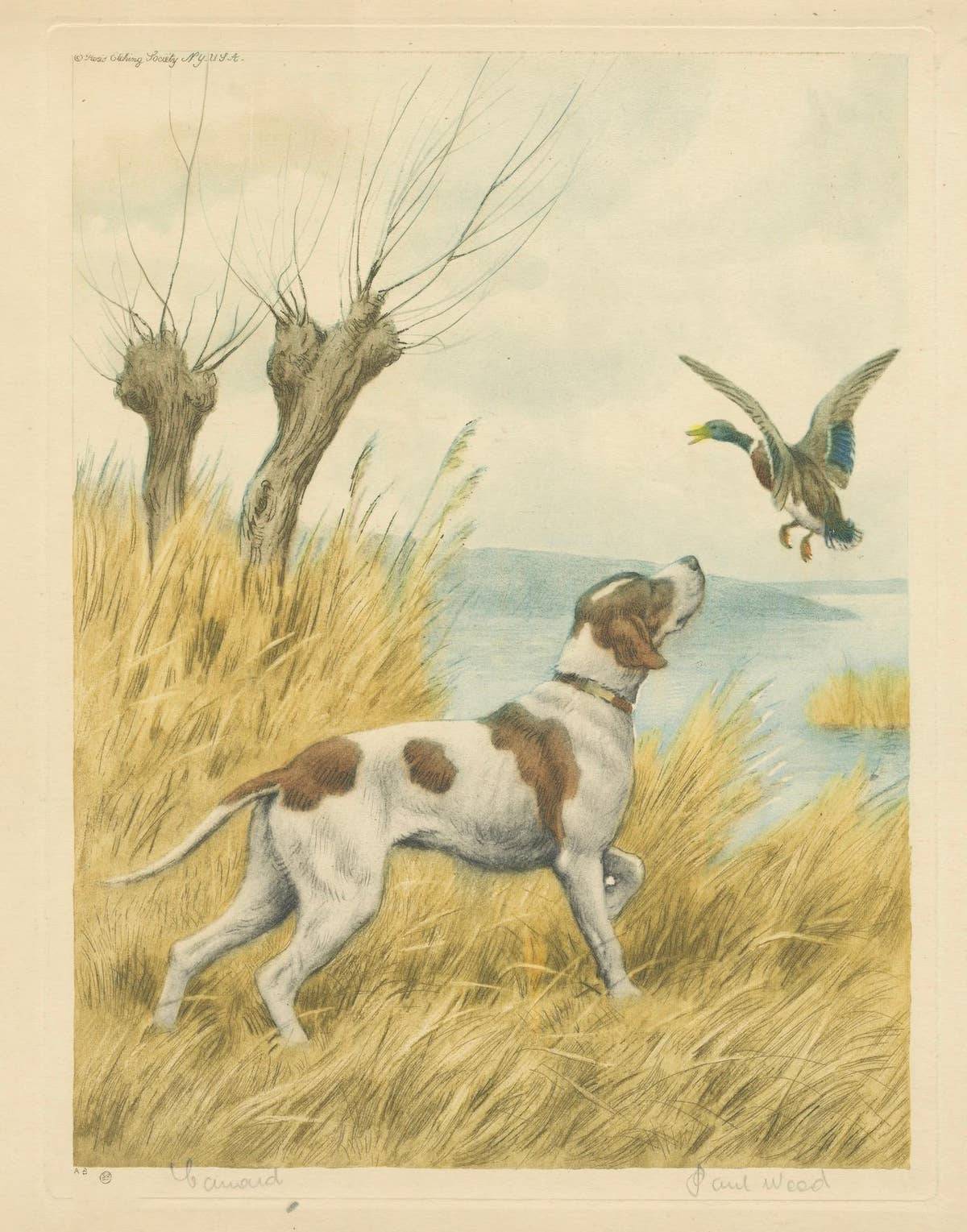 Vintage Hunting Dog Lithograph “Pointer & Mallard” by Paul Wood – New York, 1930