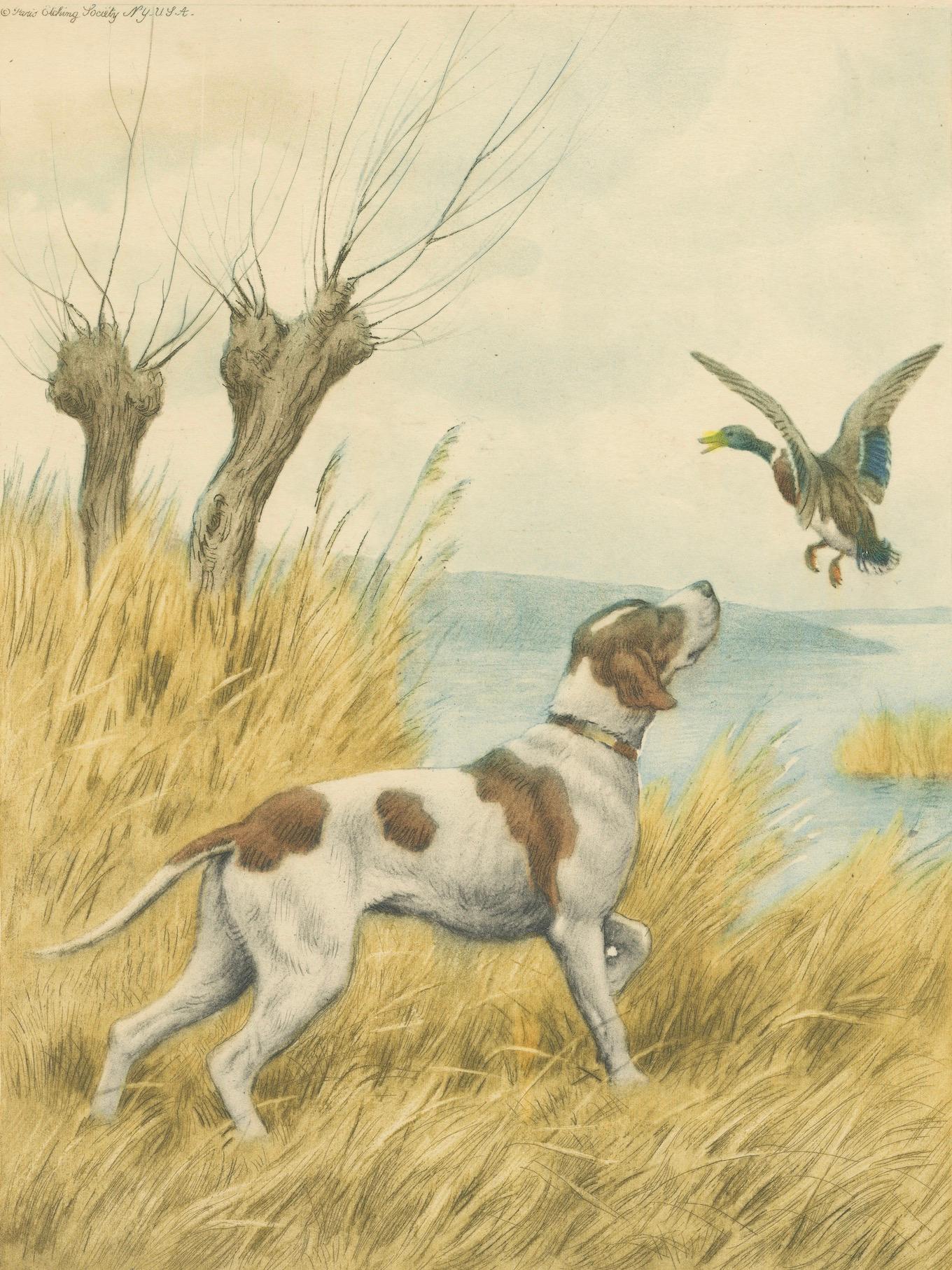 Vintage Hunting Dog Lithograph “Pointer & Mallard” by Paul Wood – New York, 1930