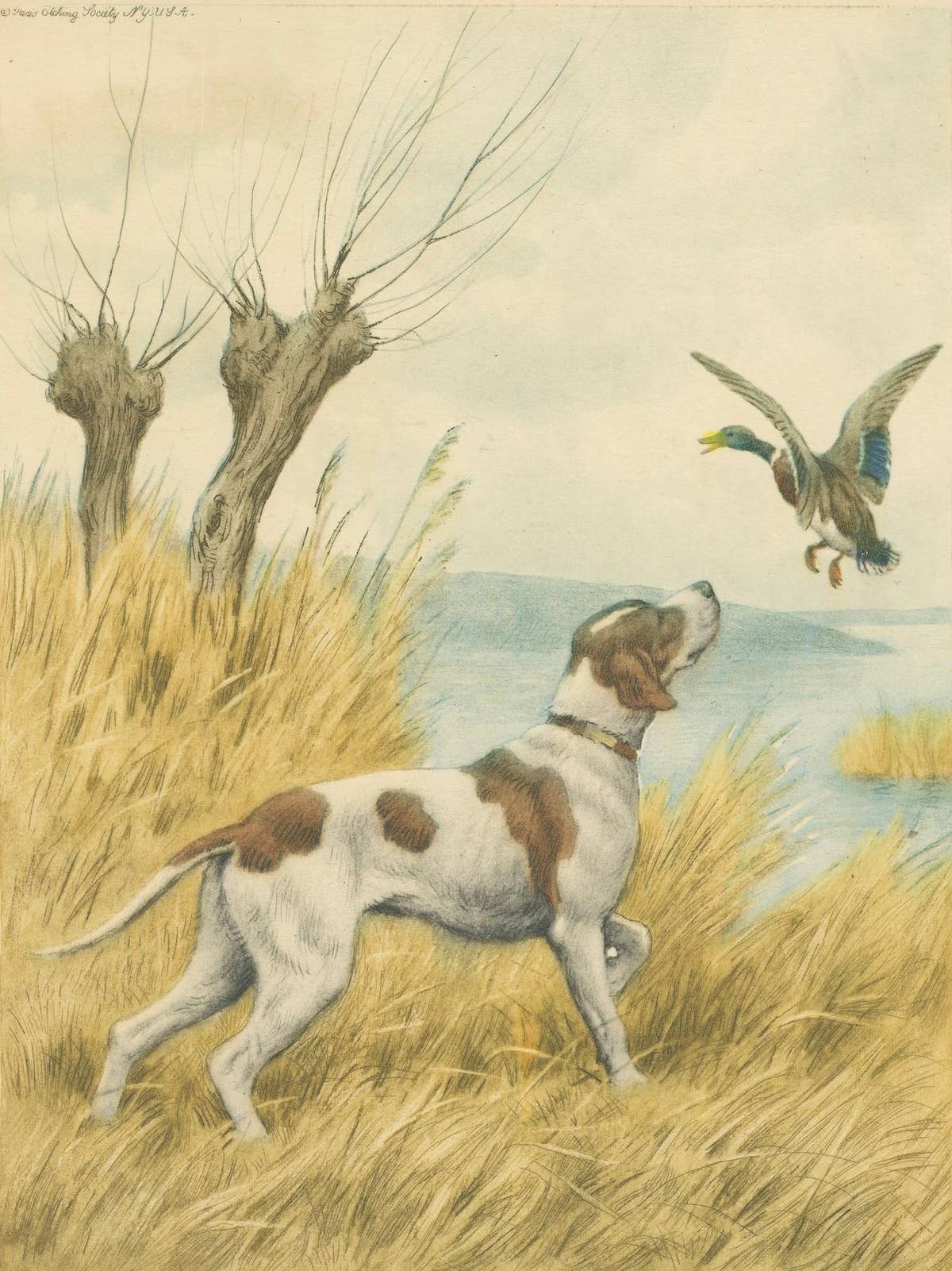 Vintage Hunting Dog Lithograph “Pointer & Mallard” by Paul Wood – New York, 1930