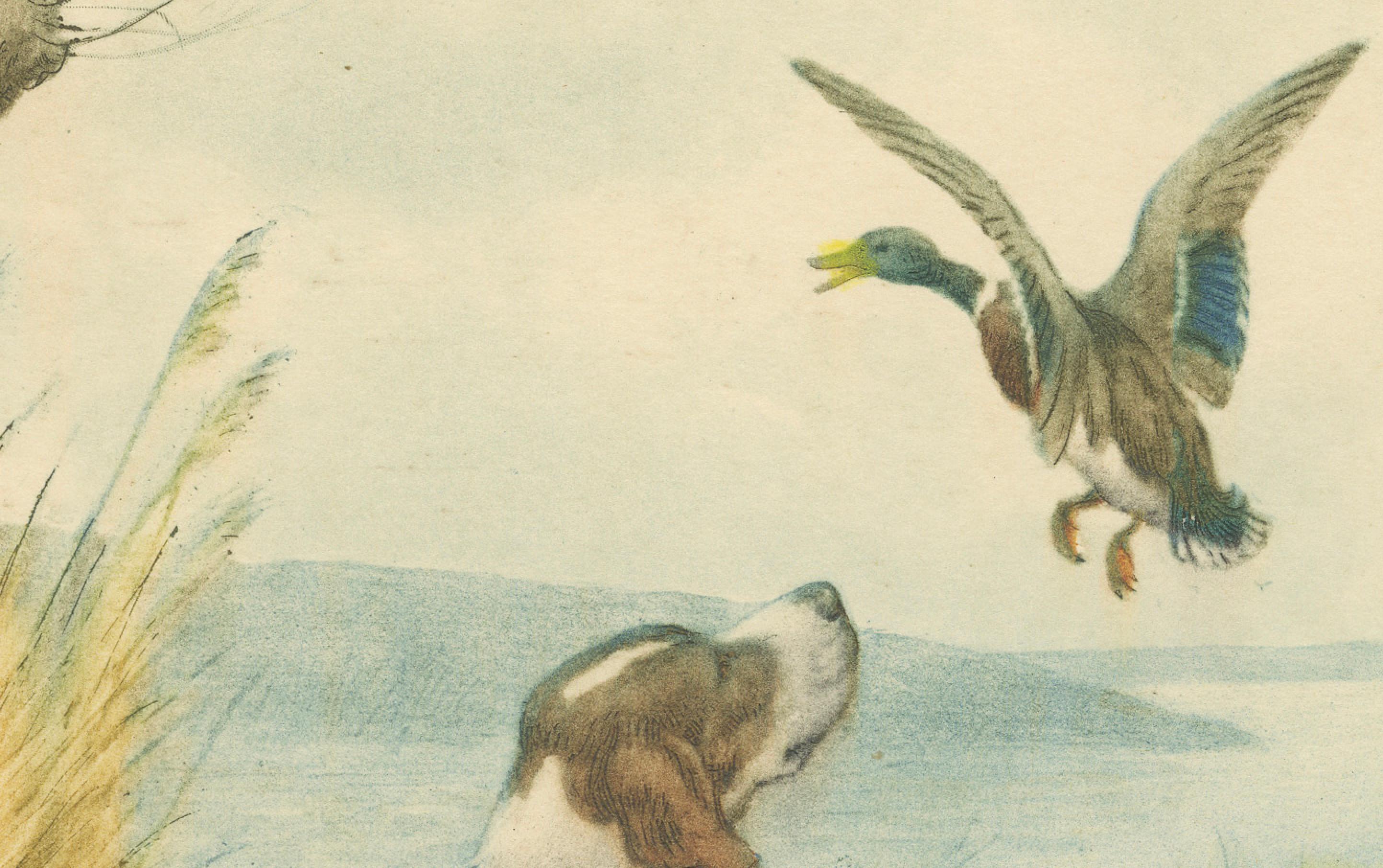 Vintage Hunting Dog Lithograph “Pointer & Mallard” by Paul Wood – New York, 1930