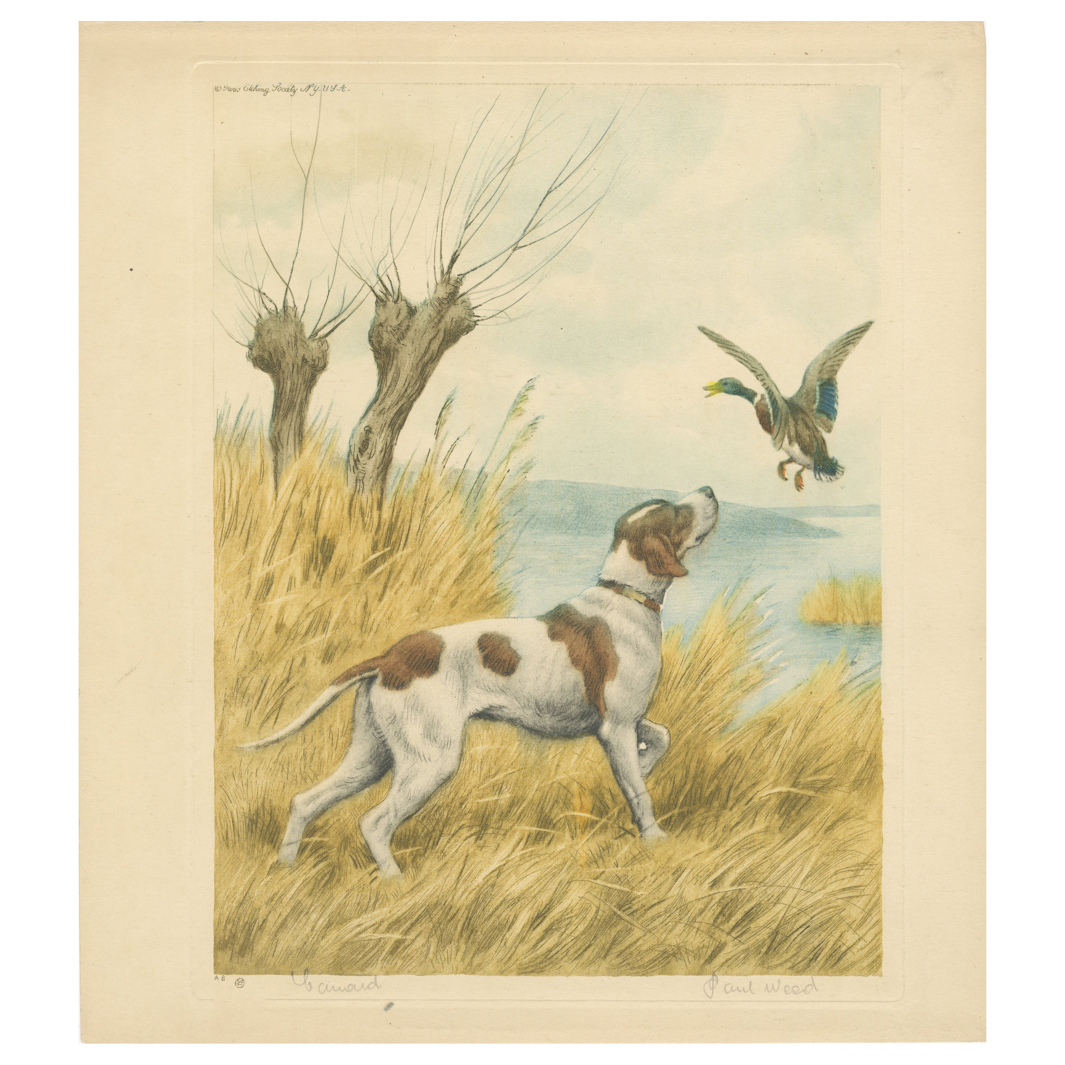 Lithographie vintage d'un chien de chasse "Pointer & Mallard" par Paul Wood - New York, 1930