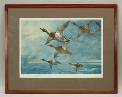 Vintage Hunting Print, Mallards Flying, Driven by The Storm, Archibald Thorburn