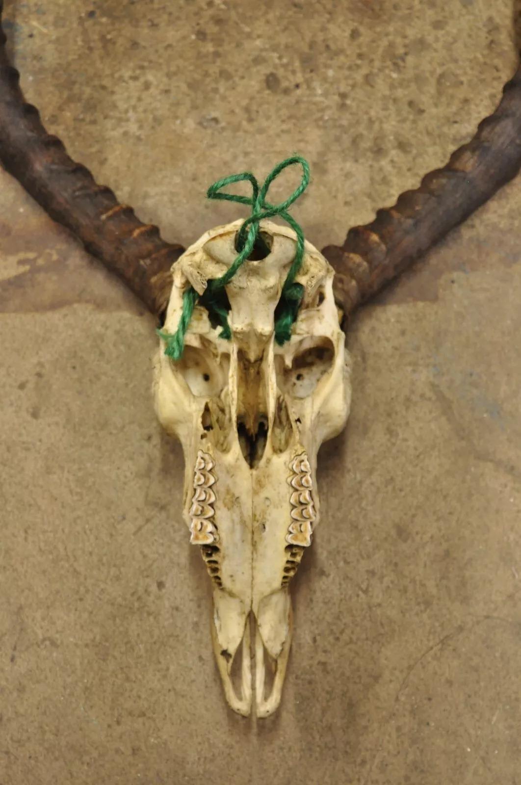Vintage Impala African Antelope Cranium Skull Horn Mount Wall Taxidermy 1