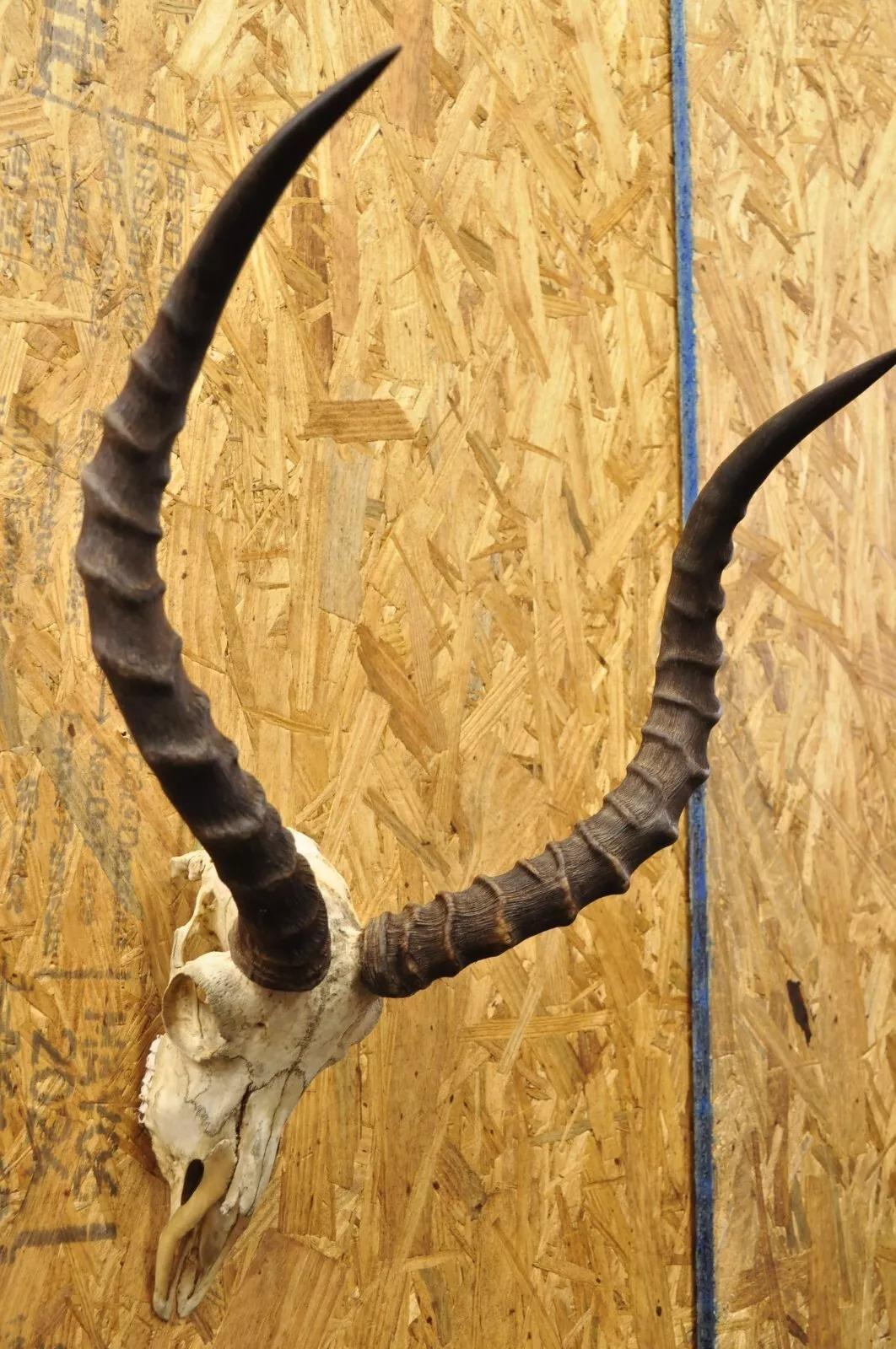 Vintage Impala African Antelope Cranium Skull Horn Mount Wall Taxidermy 2