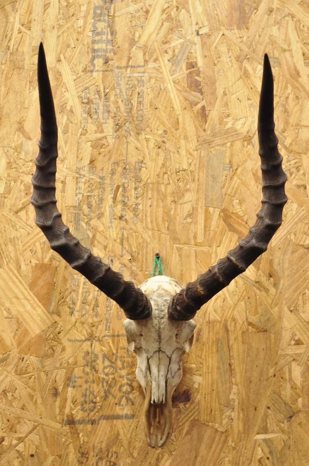 impala horns