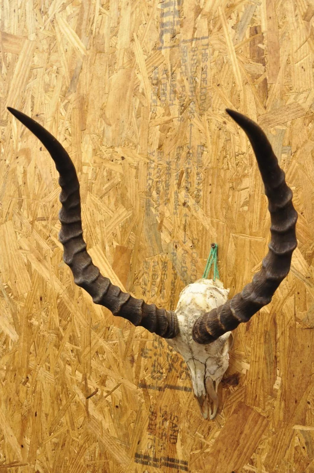 white african antelope
