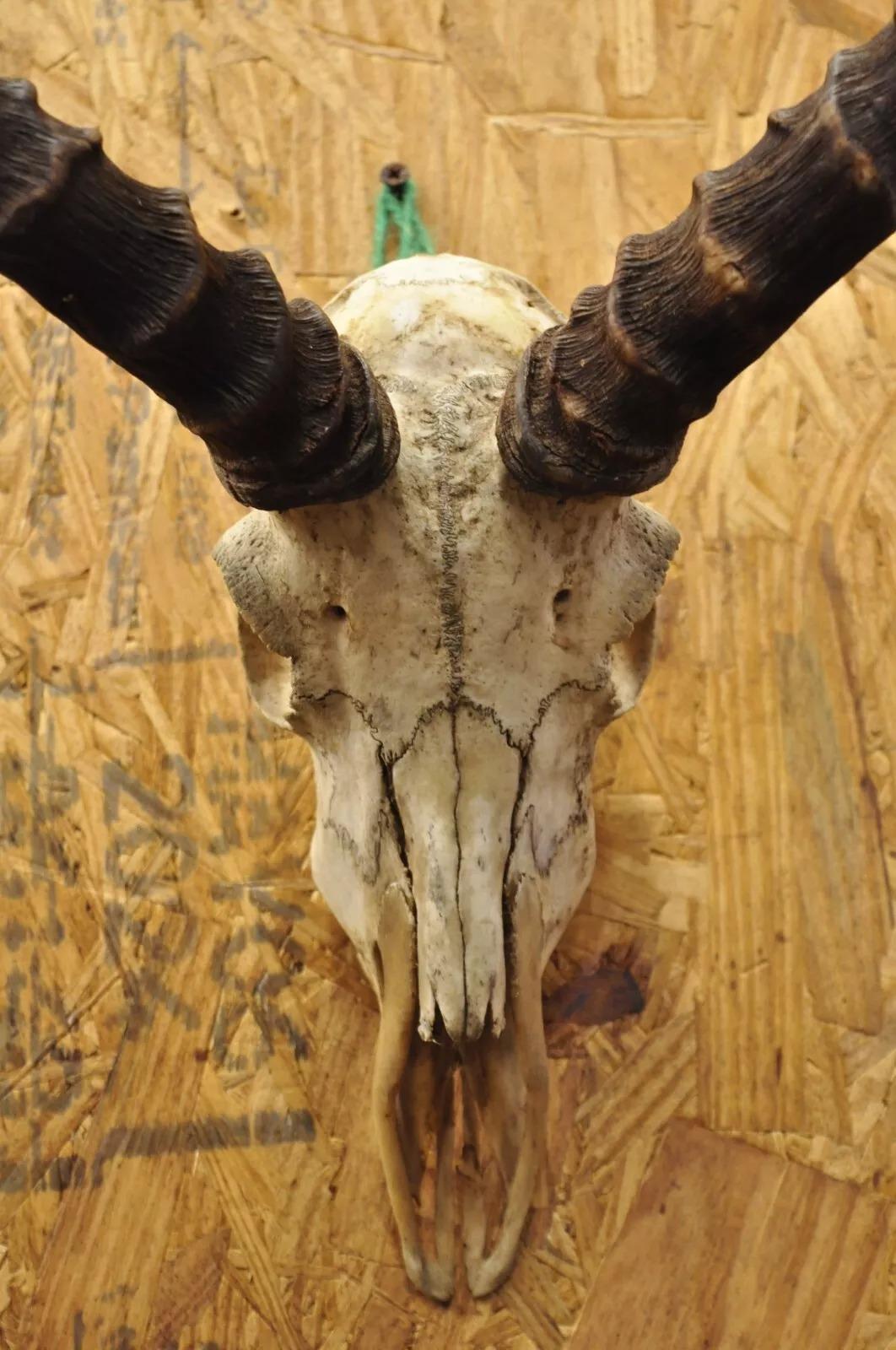 african horned antelope