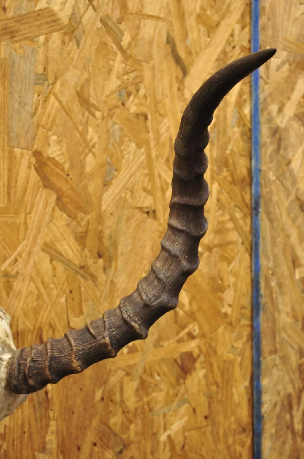 Rustic Vintage Impala African Antelope Cranium Skull Horn Mount Wall Taxidermy