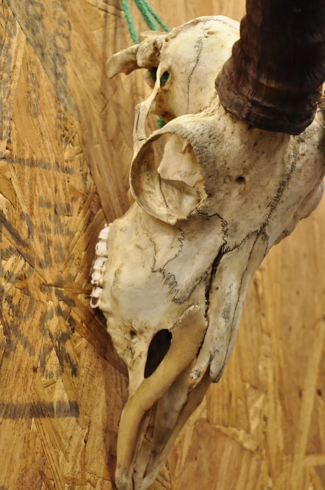 Unknown Vintage Impala African Antelope Cranium Skull Horn Mount Wall Taxidermy