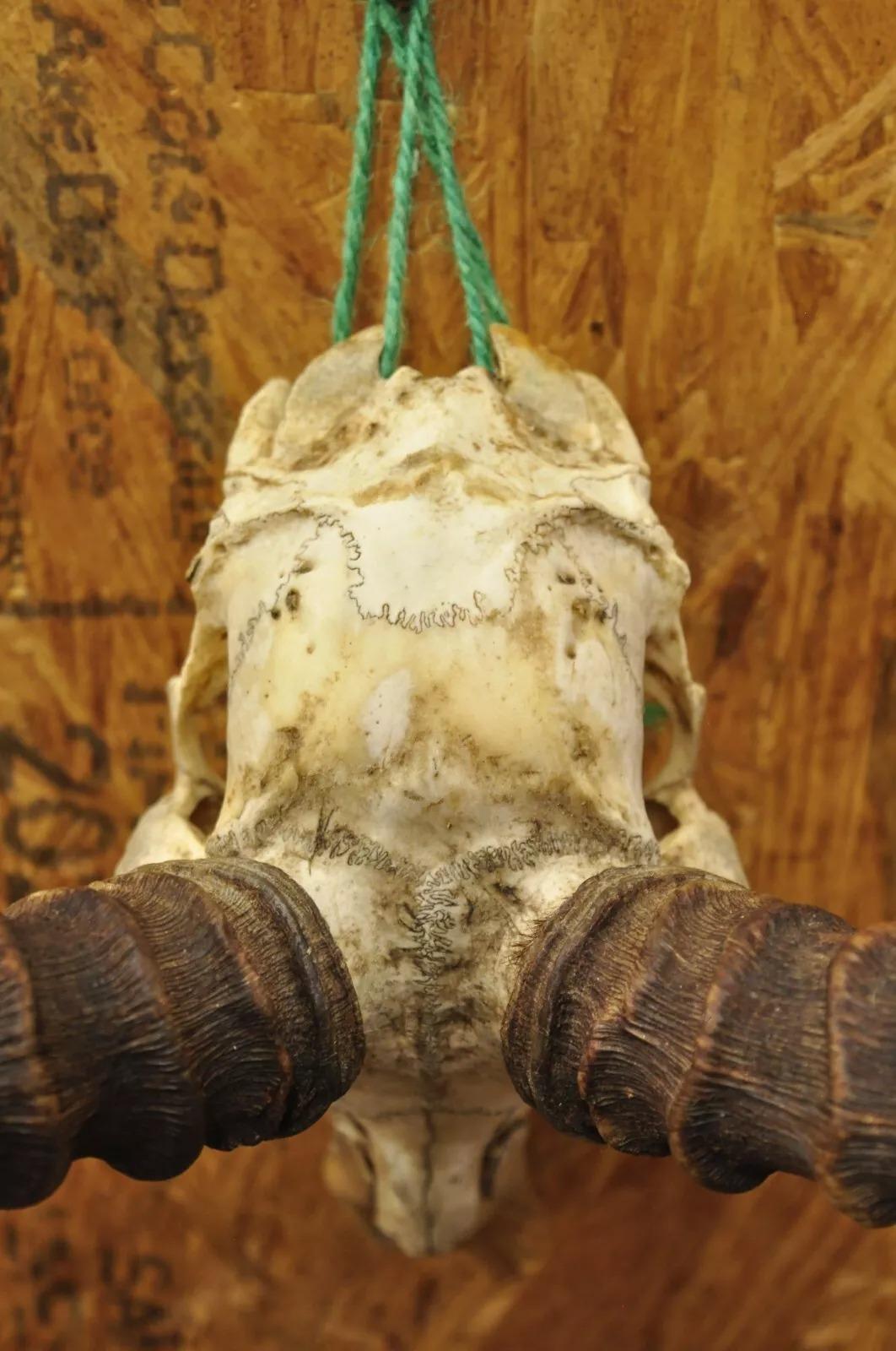 Vintage Impala African Antelope Cranium Skull Horn Mount Wall Taxidermy In Good Condition In Philadelphia, PA