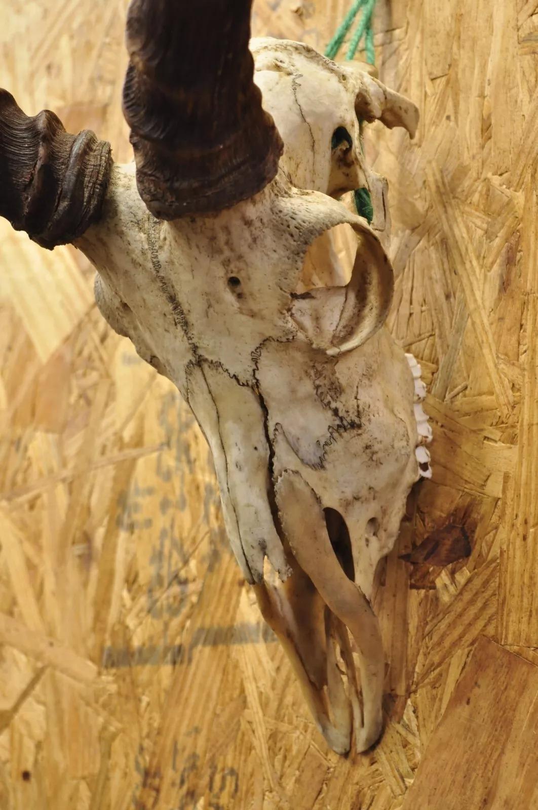 20th Century Vintage Impala African Antelope Cranium Skull Horn Mount Wall Taxidermy