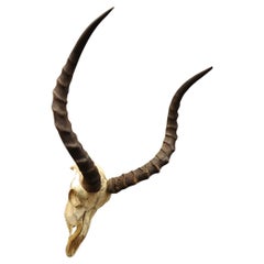 Vintage Impala African Antelope Cranium Skull Horn Mount Wall Taxidermy