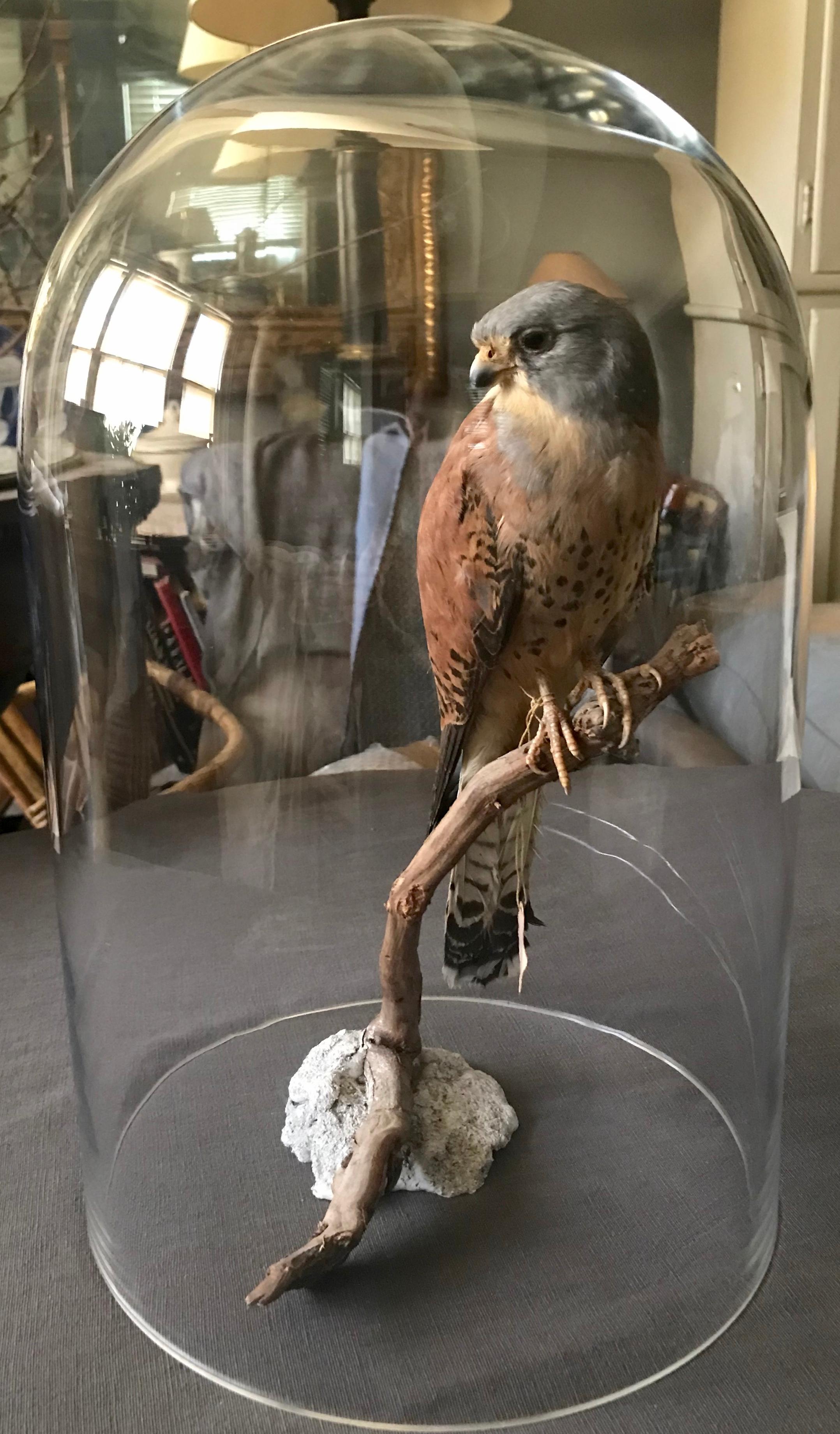 Vintage Italian taxidermy falcon. Striking lesser kestrel falcon in pale blue-grey and brown perched on a branch under a heavy glass dome, Italy.
Dimensions: 12.5