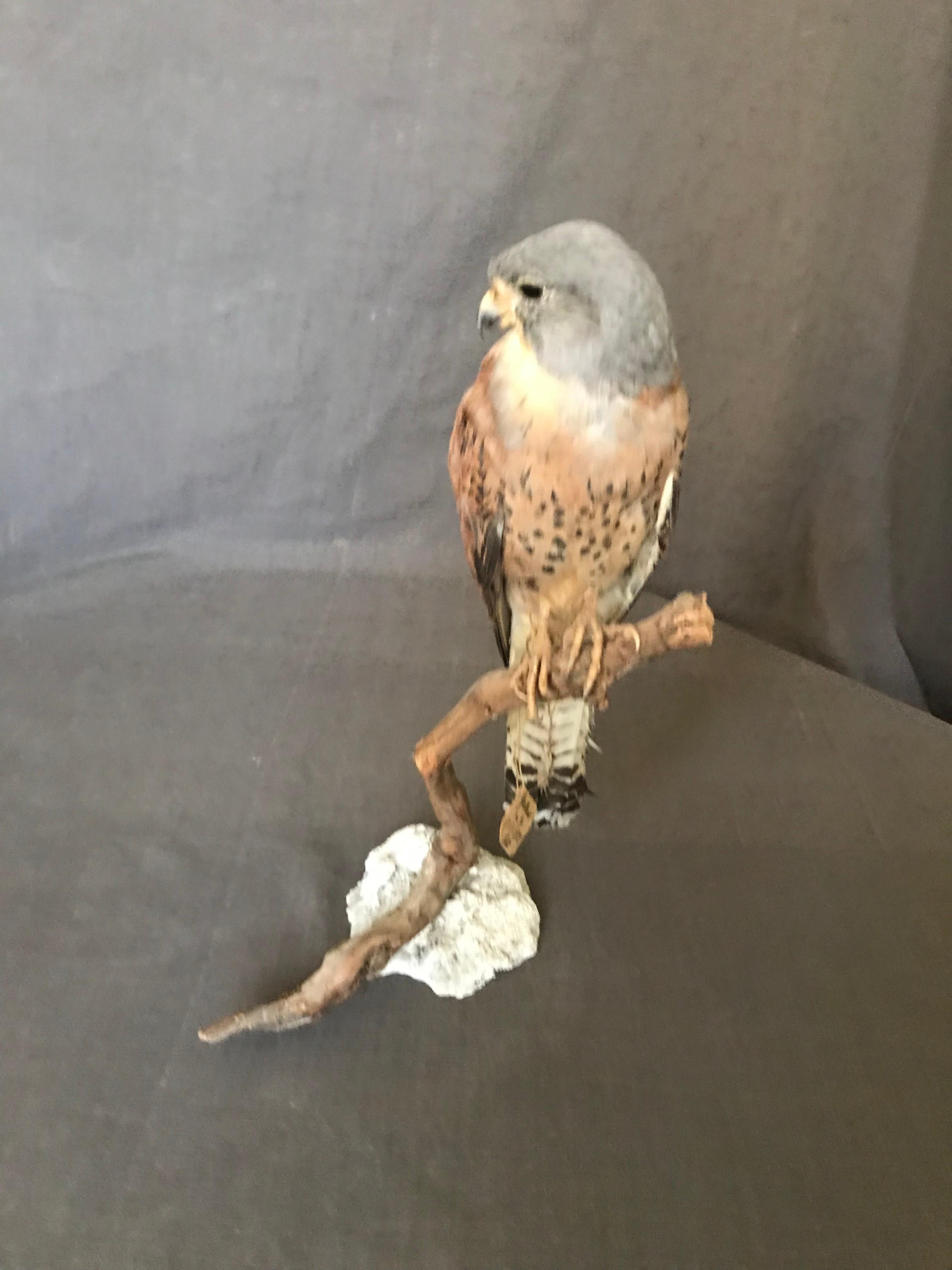 Vintage Italian Taxidermy Falcon In Good Condition In New York, NY