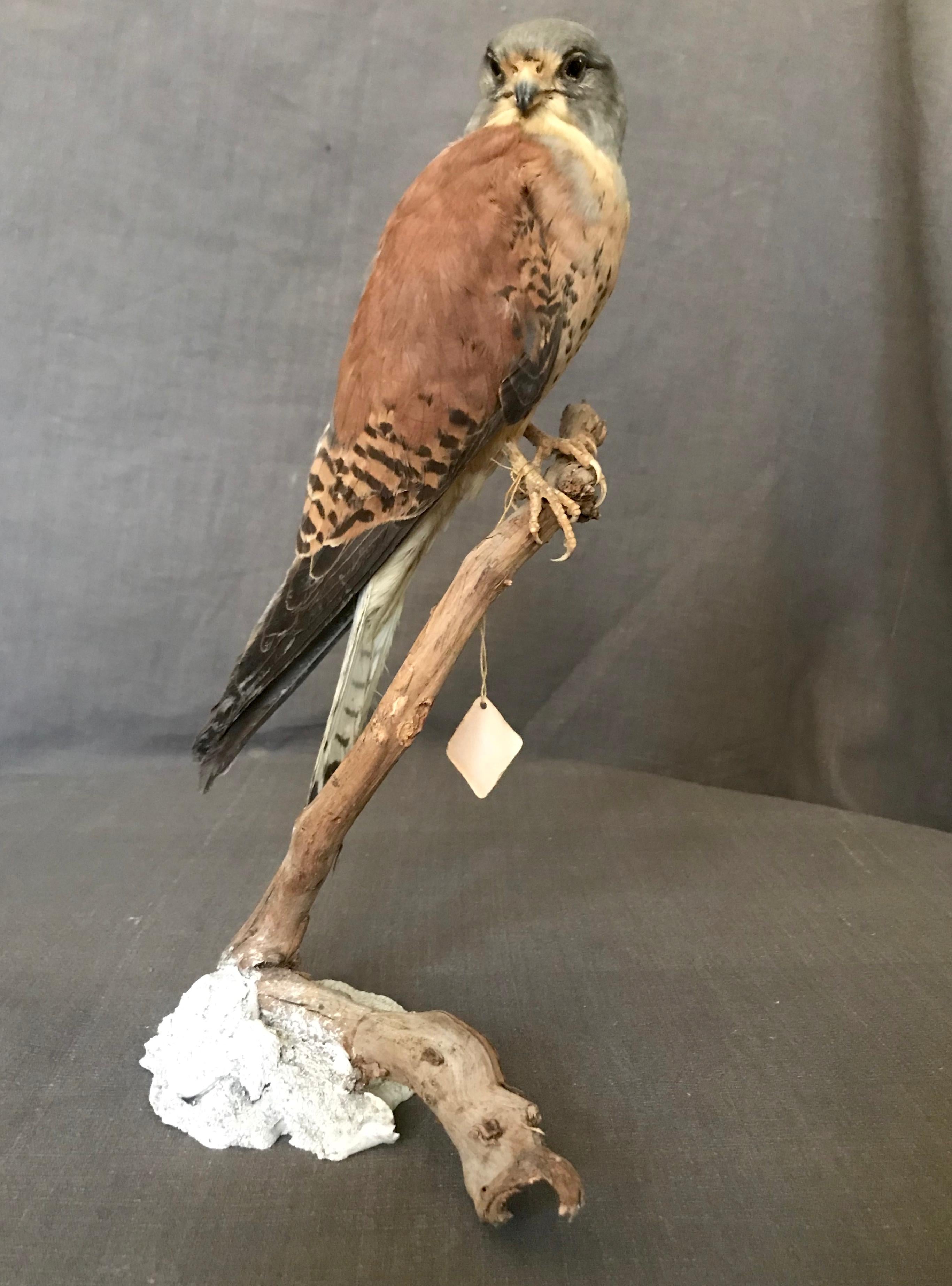 Organic Material Vintage Italian Taxidermy Falcon