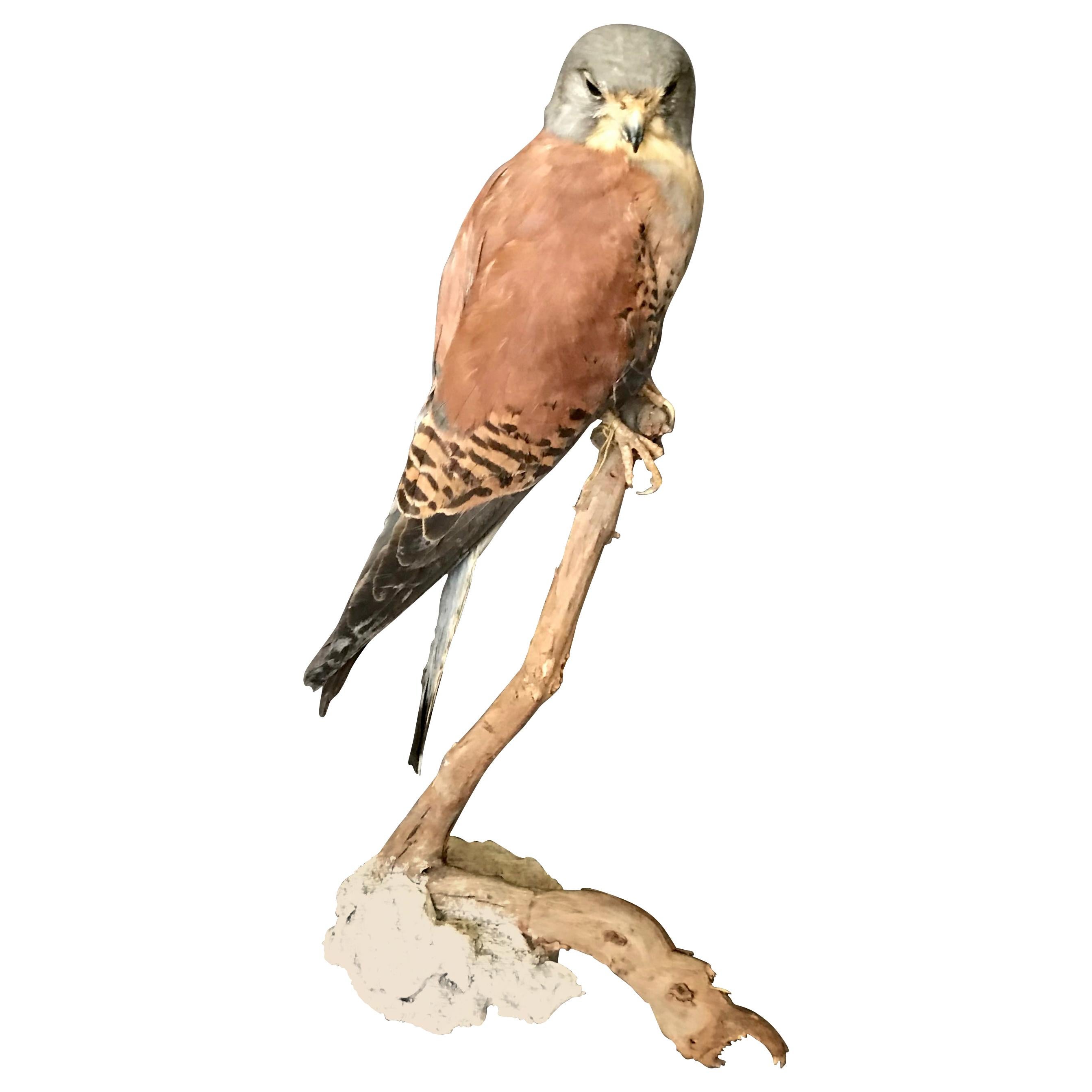 Vintage Italian Taxidermy Falcon