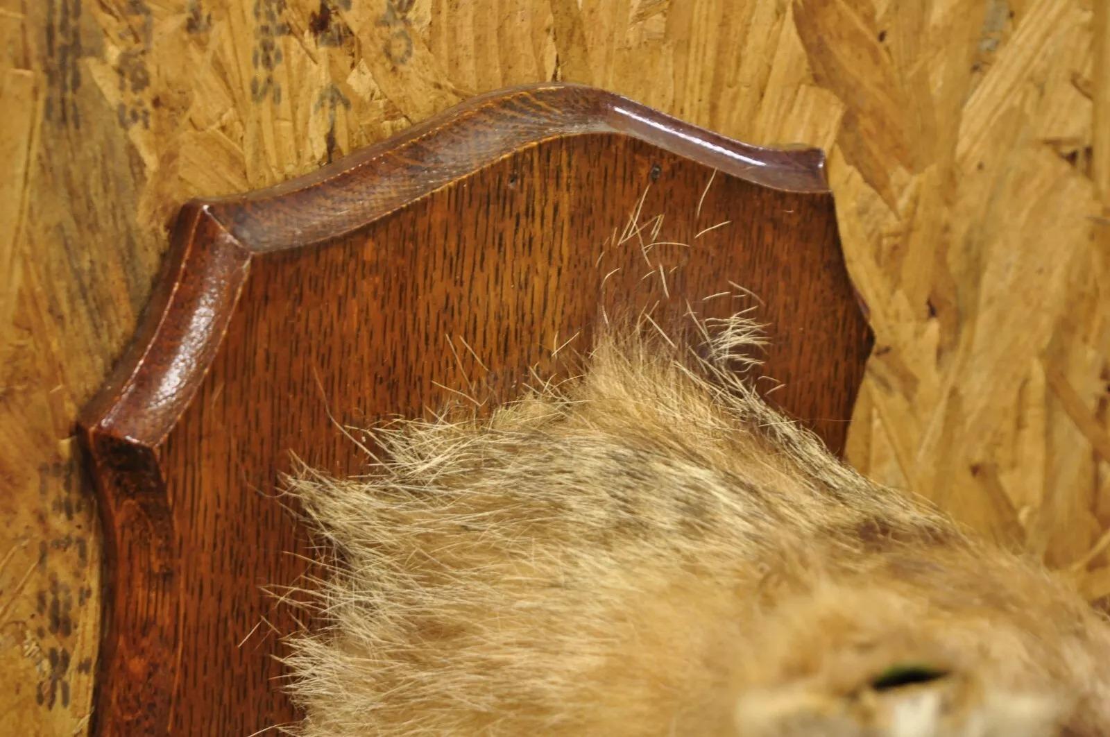 Vintage Jackal Shoulder Trophy Mount Oak Wall Plaque Taxidermy Mancave Decor For Sale 4