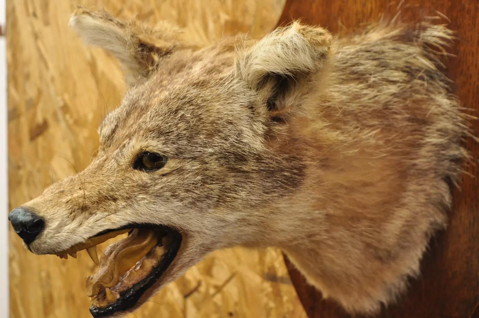 Vintage Jackal Shoulder Trophy Mount Oak Wall Plaque Taxidermy Mancave Decor For Sale 5