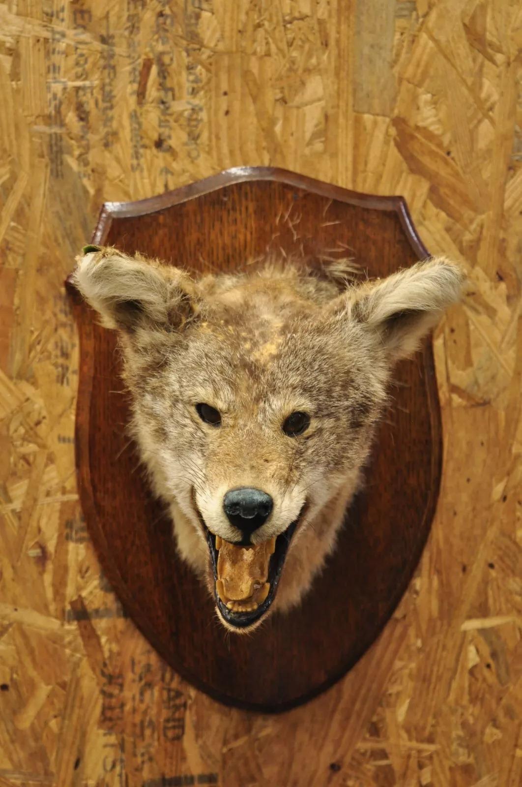 Rustic Vintage Jackal Shoulder Trophy Mount Oak Wall Plaque Taxidermy Mancave Decor For Sale