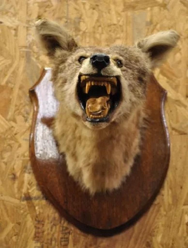 Unknown Vintage Jackal Shoulder Trophy Mount Oak Wall Plaque Taxidermy Mancave Decor For Sale