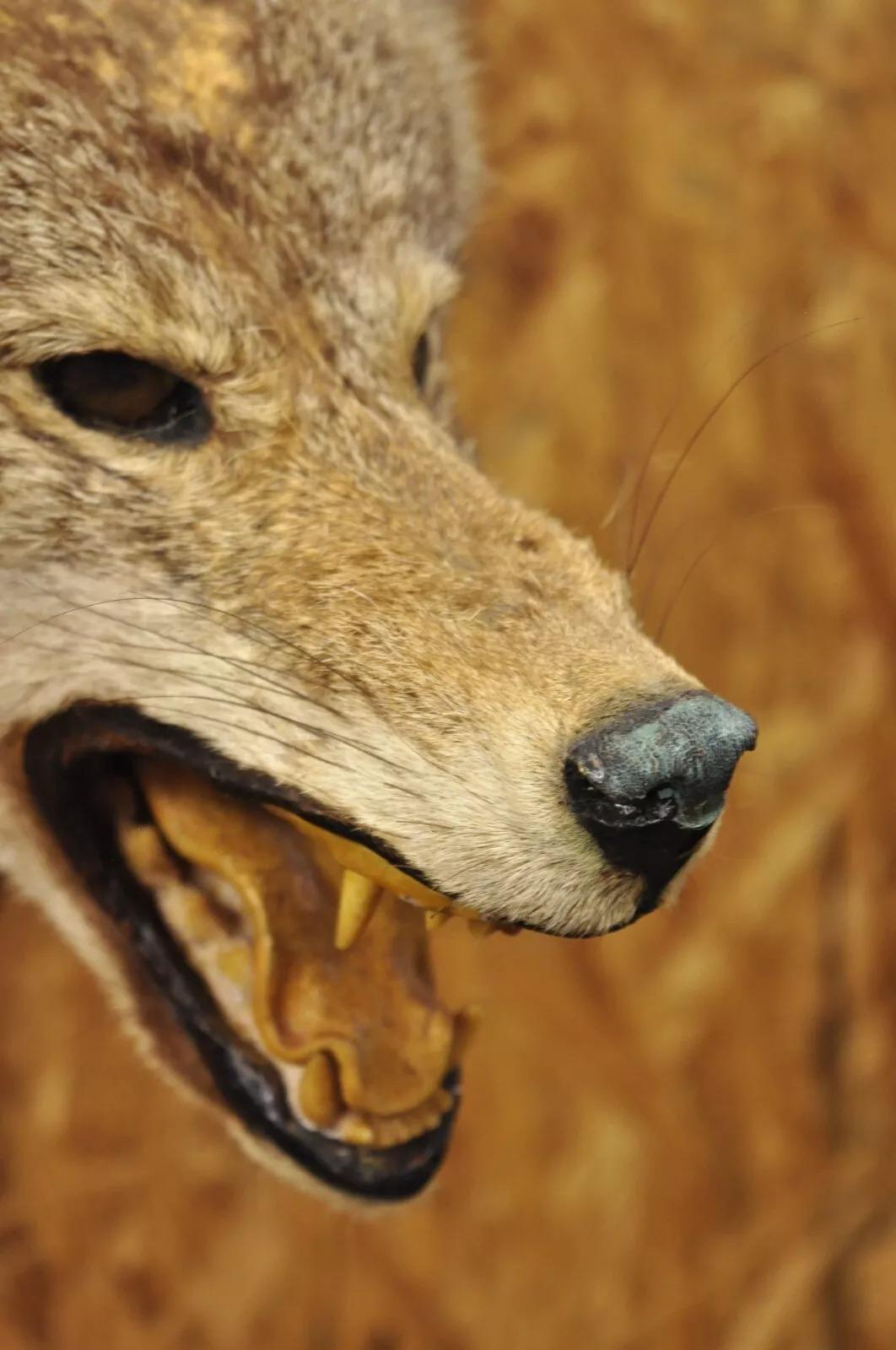 Vintage Jackal Shoulder Trophy Mount Oak Wall Plaque Taxidermy Mancave Decor In Good Condition For Sale In Philadelphia, PA