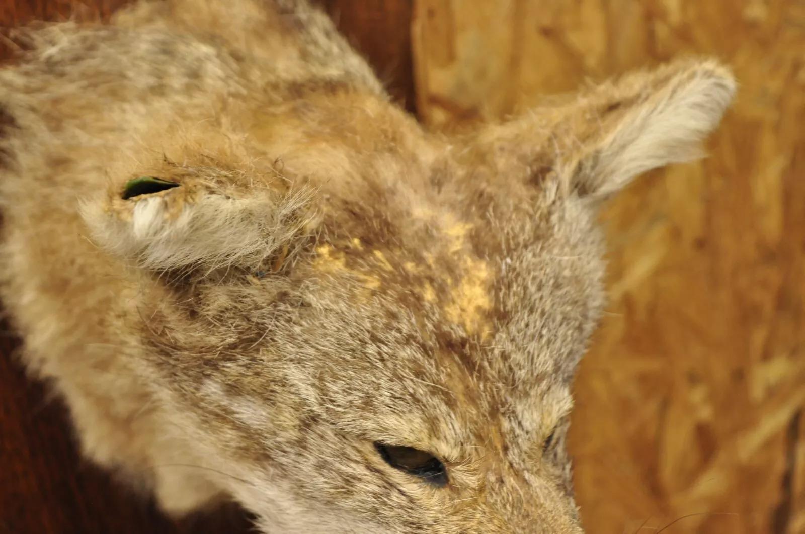 Fur Vintage Jackal Shoulder Trophy Mount Oak Wall Plaque Taxidermy Mancave Decor For Sale