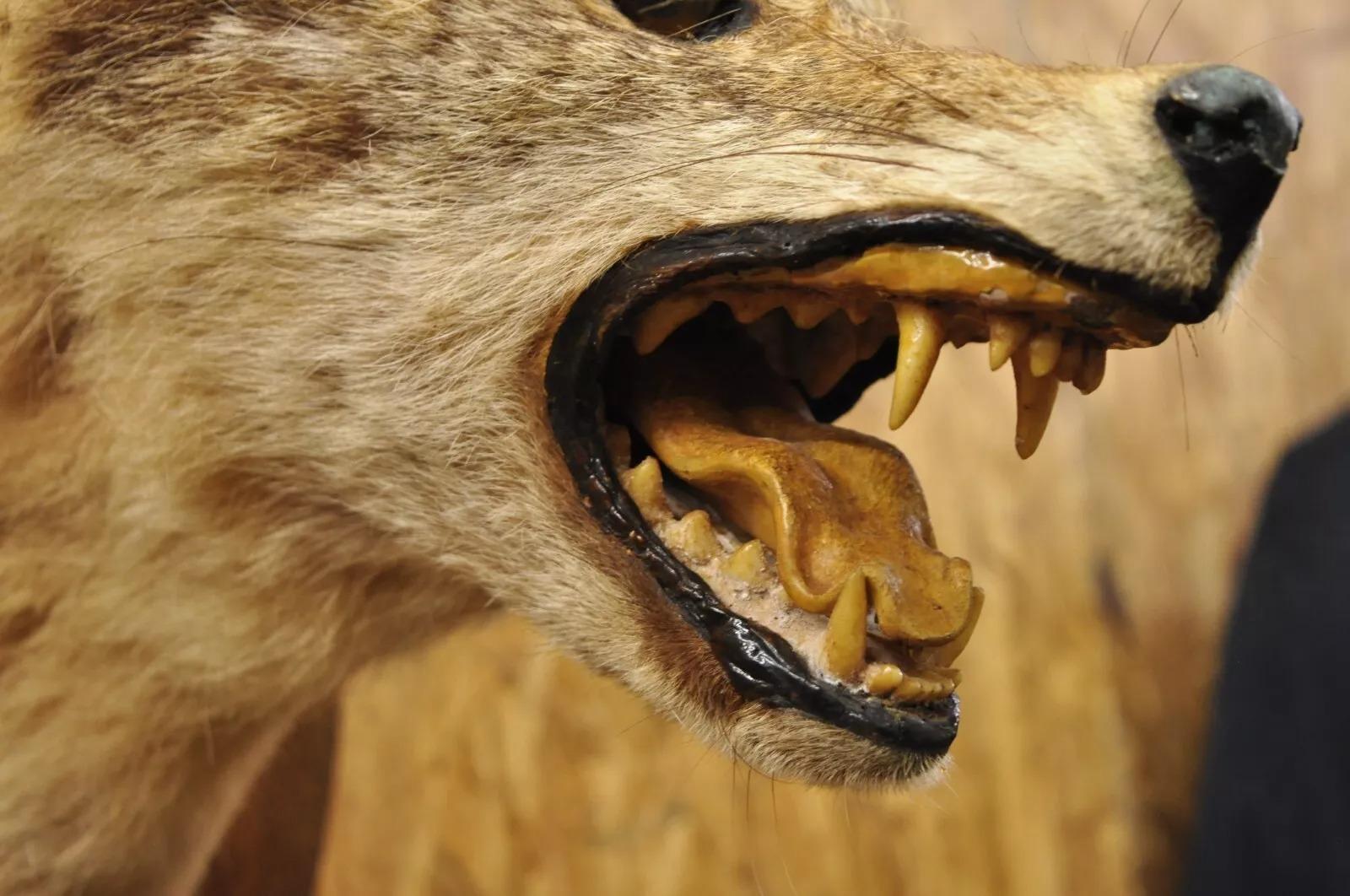 Vintage Jackal Shoulder Trophy Mount Oak Wall Plaque Taxidermy Mancave Decor For Sale 2