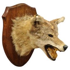 Vintage Jackal Shoulder Trophy Mount Oak Wall Plaque Taxidermy Mancave Decor