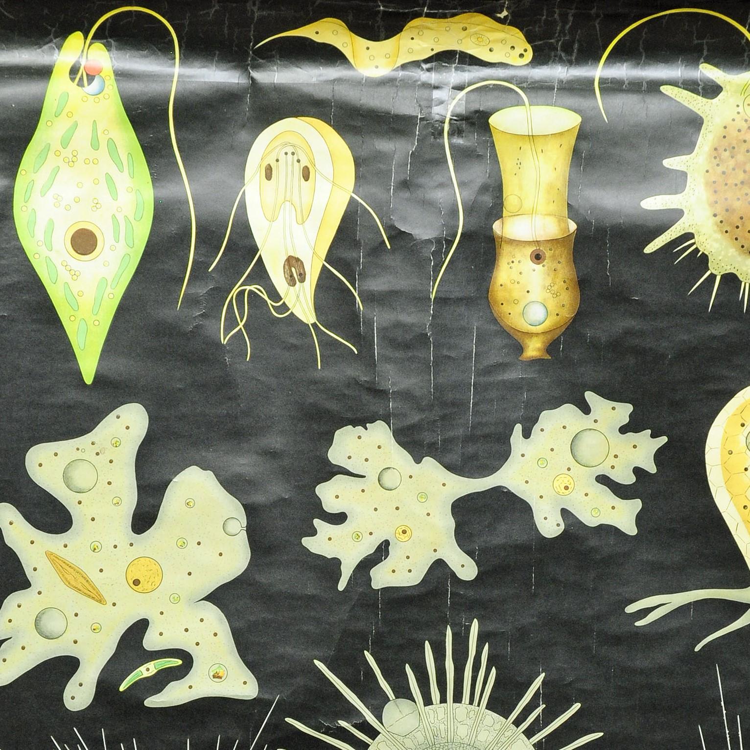 A classical pull-down Jung Koch Quentell wall chart depicting flagellates and rhizopod. Used as teaching material in German schools. Colorful print on paper reinforced with canvas. Published by Lehrmittelverlag Wilhelm Hagemann, Duesseldorf.