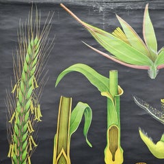 Vintage Jung Koch Quentell Rollable Wall Chart Picture Poster Rye