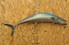 Vintage Kanadi Kingfish Mackerel Fish Replica Wall Mount Taxidermy Fishing Decor