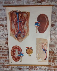 Vintage Kidney Biology Wall Chart