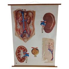 Vintage Kidney Biology Wall Chart
