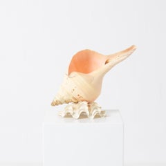 Vintage Lamp Syrinx Aruanus