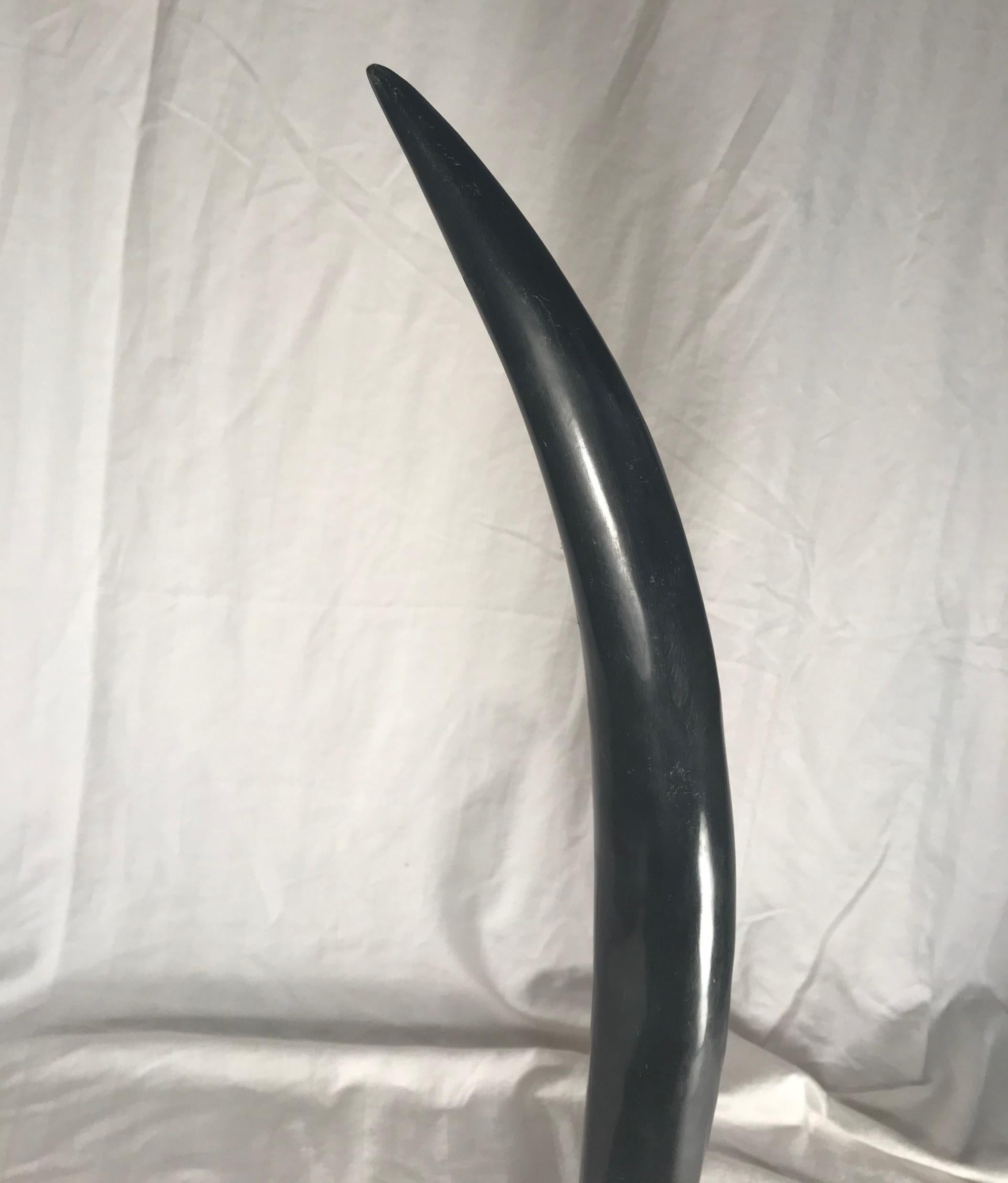 Vintage large black steer horn desk decoration on silver base

This large black steer horn with lighter colored striations represents the Classic image of an exotic sculpture. The natural horn has elegant appeal. It is mounted in a silver sleeve