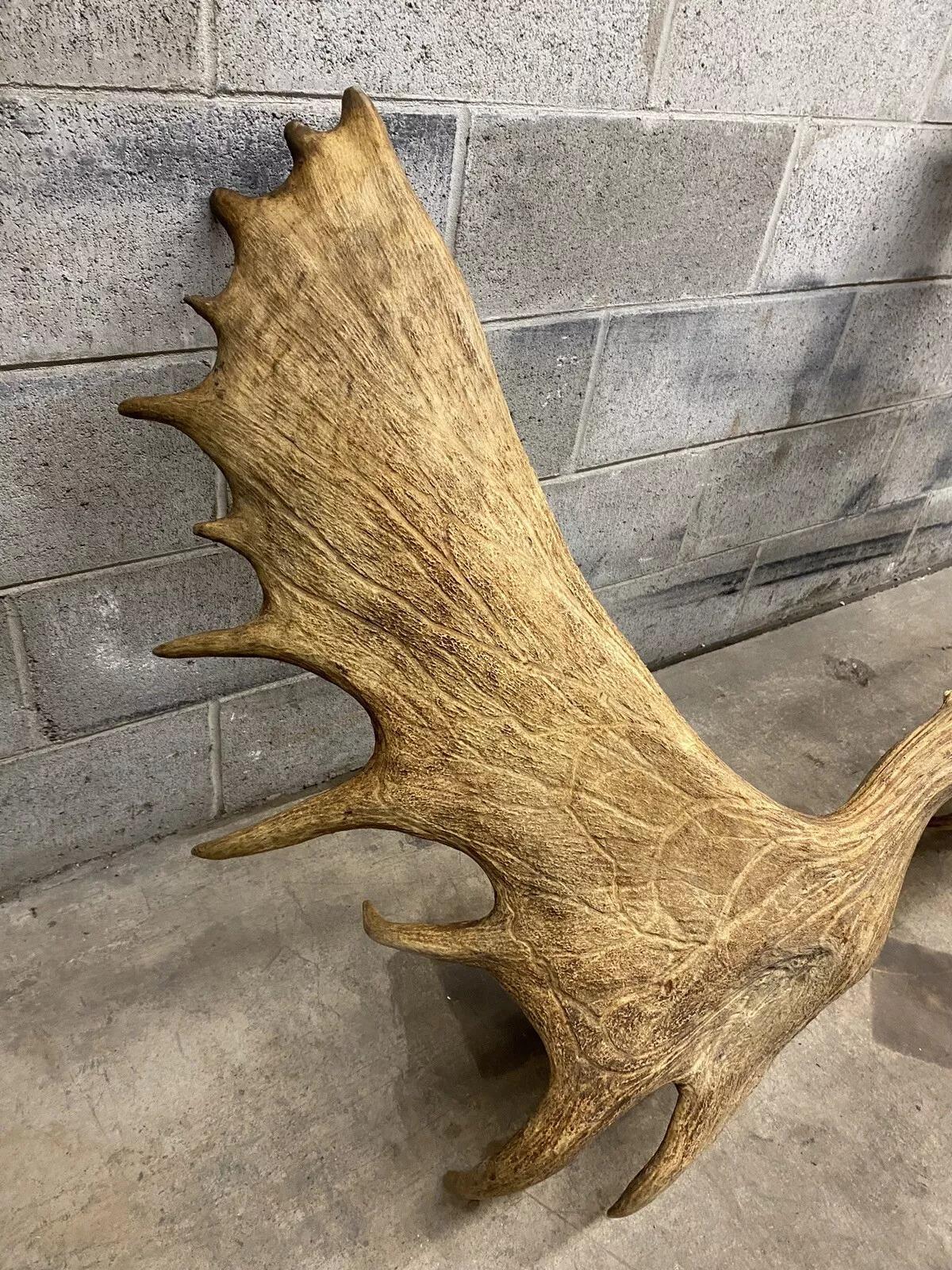Decoración de Pared Taxidermia Cráneo de Alce Canadiense Grande Vintage en venta 3