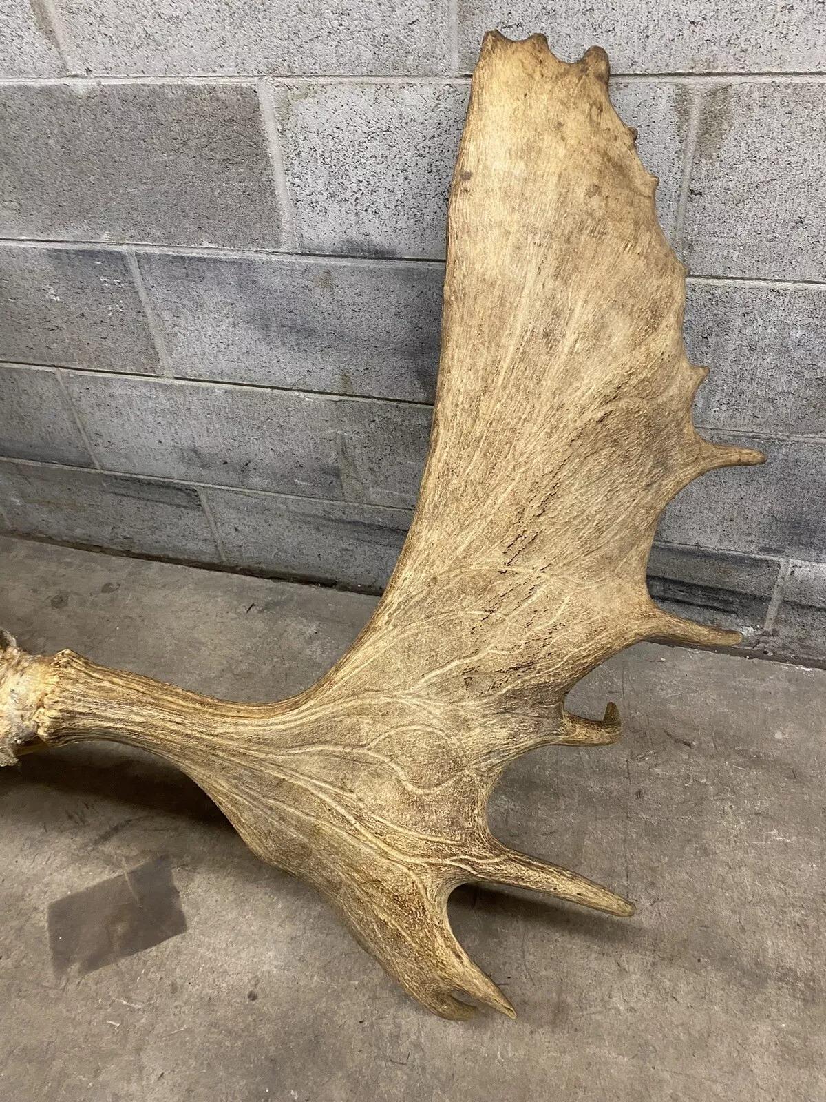Decoración de Pared Taxidermia Cráneo de Alce Canadiense Grande Vintage en venta 4