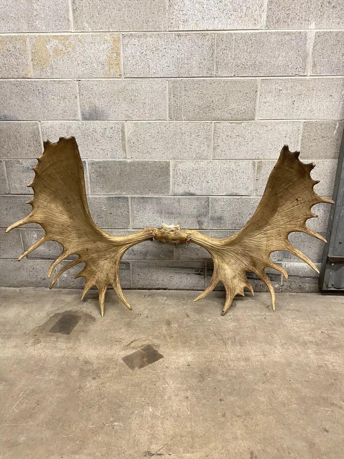 Decoración de Pared Taxidermia Cráneo de Alce Canadiense Grande Vintage en venta 5